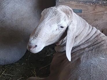 уй са: Арашаны Ярки и Кочкоры на мясо есть от6 мес до 1 года 1.5 м