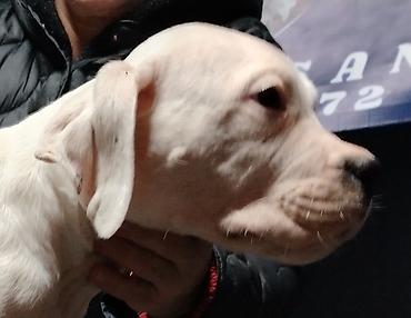 Psi: Dogo argentino Prelepi štenci uredno vakcinisani i očišćeni od na lalafo.rs — 10 Psi: Dogo argentino Prelepi štenci uredno vakcinisani i očišćeni od — 10