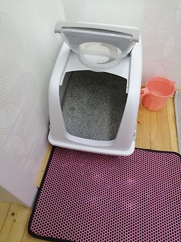 qold pişik: Salam pişiyim içine rahat yerleşmediyine satıram. Kiçik razmer — 5