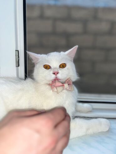 Gəmiricilər: Dişi