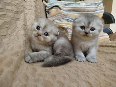 Pişiklər: Şotland yastı qulaq, Erkək, Dişi, Yaxşı əllərə, Ödənişli çatdırılma, Pulsuz çatdırılma, Ünvandan götürmə — 2