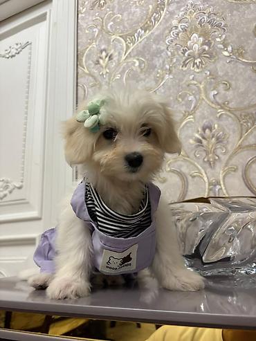 İtlər: Pudel, Peyvəndli — 3