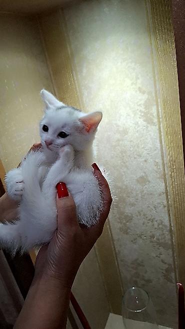 jersey cinsi: Ağ rəngli balaca pişik – ev heyvanı - Rəng: tam ağ, yumşaq tüklü - — 4