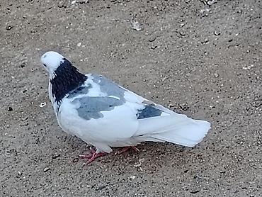cins goyərcinlər: Salam erkeydi tutulma sonqiymeti 20manat qiymete gore aeti narahat — 6