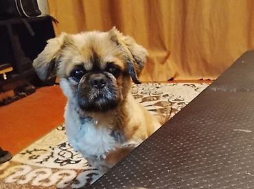 itler pulsuz: Pekines, 4 il, Erkək — 1