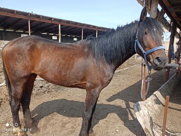 Лошади, кони: Бою 167 жеребец. 4 года