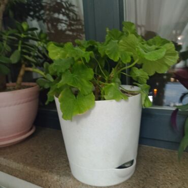 комнатные цветы семена: Комнатные растения в горшках 1) Пеларгония (герань) — компактный куст