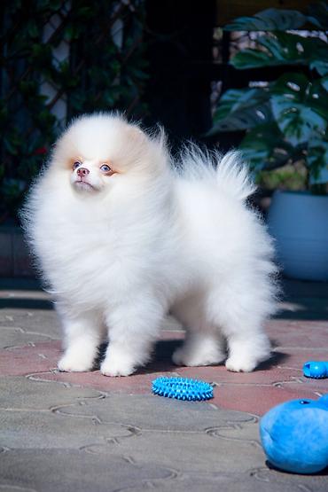 Продажа собак: Шпиц, 5 месяцев, Самец — 10