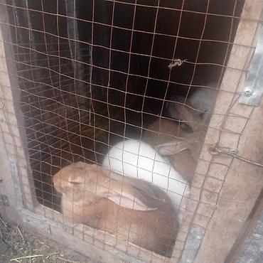 Кролики: Продаю | Крольчата — 9