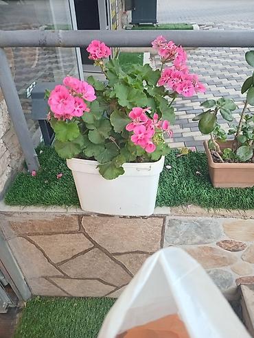 Растения: Məhsul: Saksi geranium (zonal sardunya) – çəhrayı çiçəkli Təsvir: - — 3