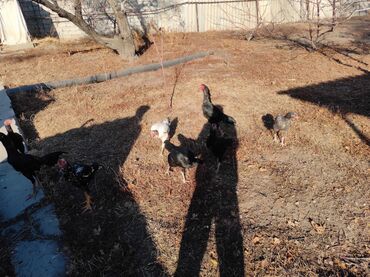 Куры, петухи: Продаю | Петух | Дакан, Бойцовая | Для разведения, Для боев — 4