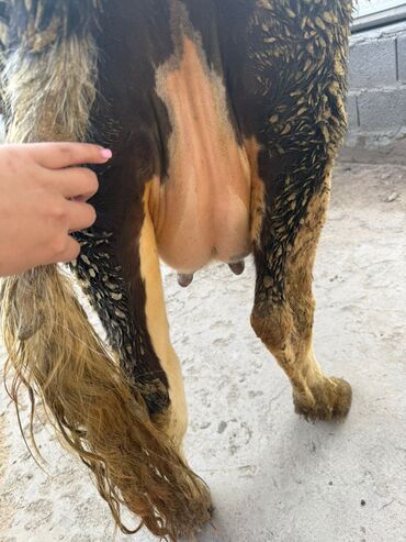 Коровы, быки: Продаю | Корова (самка) | Для разведения | После отела — 2