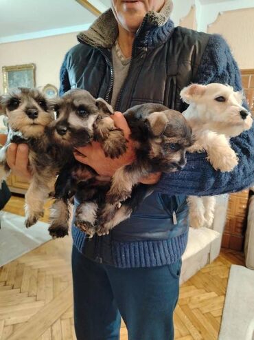 Psi: Patuljasti snaucer biber so najlepsi novogodisnji poklon za vase na lalafo.rs — 7 Psi: Patuljasti snaucer biber so najlepsi novogodisnji poklon za vase — 7