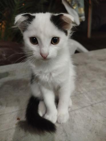 Şotland yastı qulaq lalafo.az -da Şotland yastı qulaq