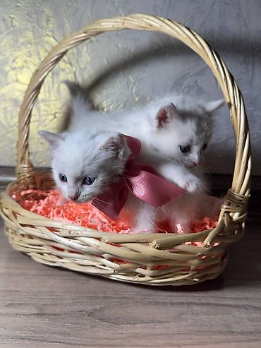 бирманская котята: Бирманская, 1 месяц, Мальчик, Белый, Проглистована — 3