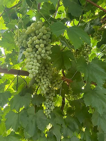 Виноград: Продаю Саженцы Винограда, есть разные сорта: Юлиан, Ризомат, кишмиш — 1