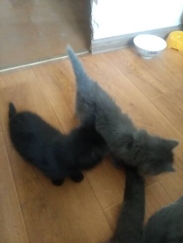 котята персидские: Кошка даром: Беспородная, 2 месяца, Девочка