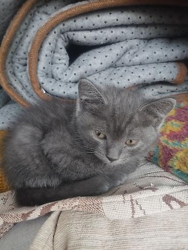 котики в оше: Кошка даром: Беспородная, 2 месяца, Девочка — 3