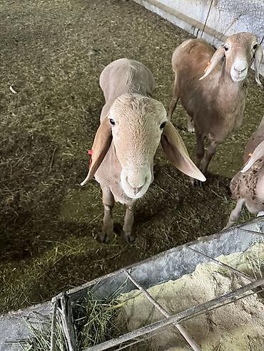 хайсекс уайт купить: Продаю | Баран (самец) | Для разведения | Осеменитель — 6