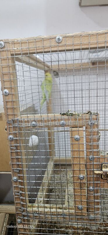 Tutuquşları: Papuqaylar satılır — 6