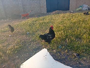 тап аз птицы: Məhsul: Yerli qarışıq cins toyuq və xoruzlar4 aylikdirlar Təsvir: - — 2