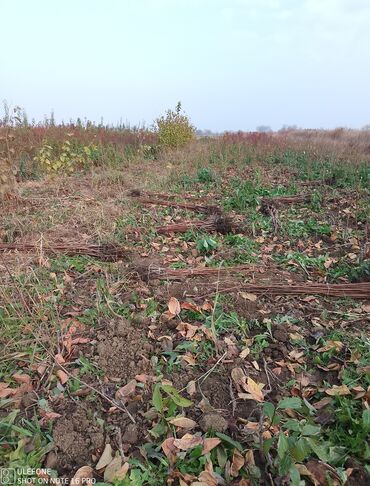 Şitillər: Tinglərimiz satışdadır sağlam tinglər bizdədir sifariş sizden pulsuz — 13