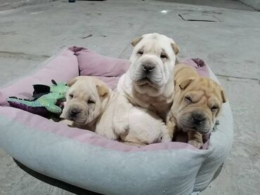 Psi: USREĆITE NEKOGA Prelepi kučići kineske rase ŠAR pei u ponudi 1 ženka i — 5