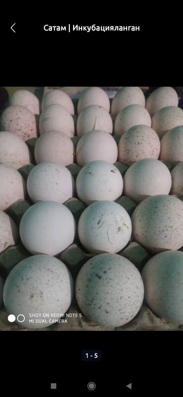 индюшиные яйца: Продаю | Инкубационные яйца | Для разведения