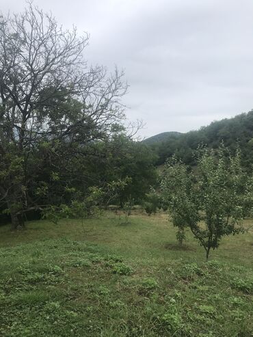 xacmazda satilan torpaqlar: 26 sot, Kənd təsərrüfatı, Barter mümkündür, Bələdiyyə