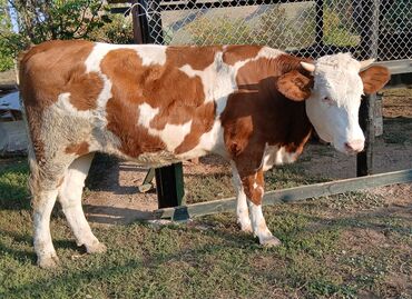 продаю музоо торпок корова самка бык самец айрширская ангус алатауская на забой для разведения на откорм племенные нетель привязанные: Сатам | Кунаажын | Монбельярд | Көбөйтүү үчүн | Жасалма уруктандырылган