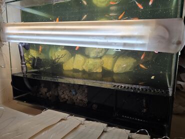 baliq: Dördbucaq akvarium, Balıqlarla birlikdə, 100 l, Ünvandan götürmə