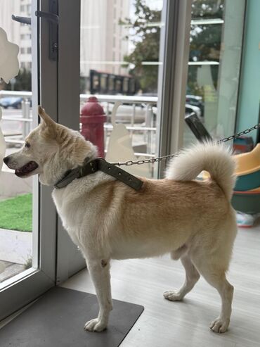 it üçün ip: Xaski (Pitbulla qarışıq) Cütləşmə üçün uyğun ölçüdə, təmiz və sağlam