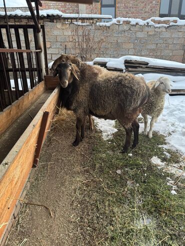 Бараны, овцы: Продаю | Баран (самец) | На забой — 2