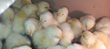 продажа суточных цыплят: АДЛЕР ЧӨЖӨЛӨР сатылат Бишкекте. СУТОЧНЫЙЛАР, 15 КҮНДҮКТӨР