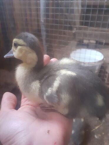 Ördəklər: Lavanda balaları – ördək cücələri Məhsul təsviri: - Şəkillərdə olan — 6