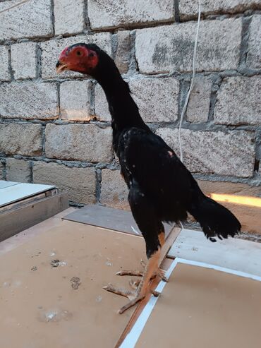 Şamo beçə satılır 3 aylıq