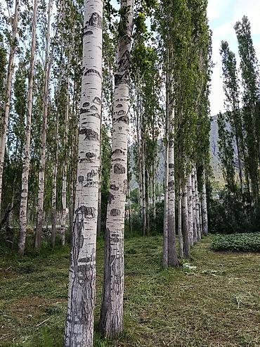 fire maple: Терек сатылат аркандай размерде баасын суйлршобуз г.Ош — 3