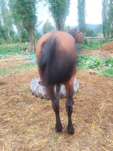 Лошади, кони: Продаю | Конь (самец), Жеребец | Английская, Полукровка | Для разведения, Рабочий, Конный спорт | Племенные — 14