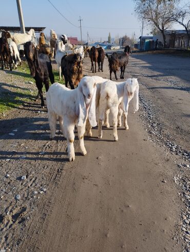 серке эчки: Продаю Казлят пароды Гулаби возрас 3 месеца