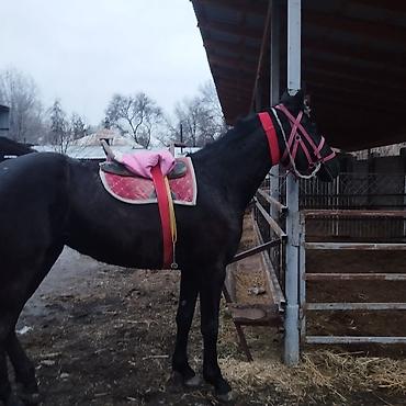 Лошади, кони: Продаю | Кобыла (самка) | Полукровка | Конный спорт | Племенные — 2