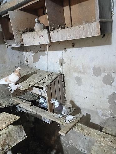 Птицы: Продаю молодых голубей 1 шт стоит пятьсот сом окончательно родители — 2