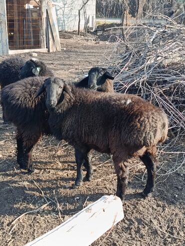 Бараны, овцы: Продаю | Овца (самка), Баран (самец) | Гиссарская | Для разведения | Осеменитель, Матка — 8
