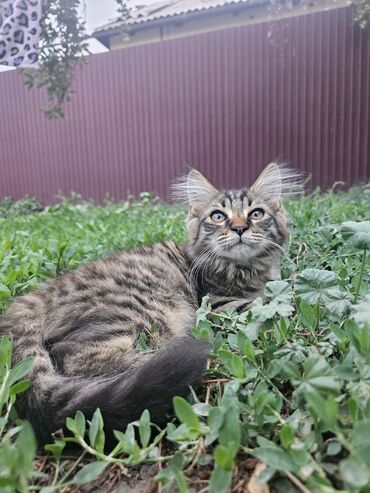шотландская мраморная кошка: Мейн-кун, 4 месяца, Девочка, Черепаховый, Метис, Приучена к лотку, Проглистована
