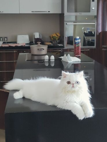 персидский кот: Белый персидский джентельмен с уникальными глазками ищет леди для