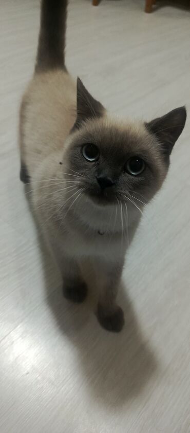 пудель карликовый цена: Сиамская