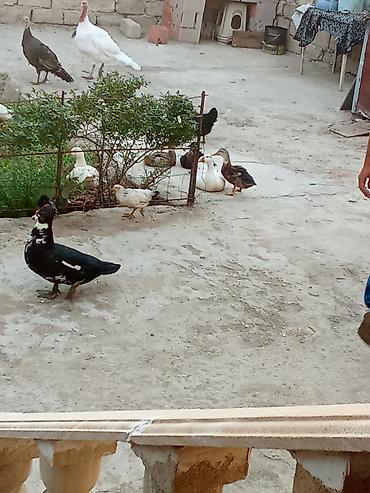 pekin ördeği: Satış: ördəklər - Növlər: müxtəlif cinslər (ağ Pekin tipli, rəngli — 5