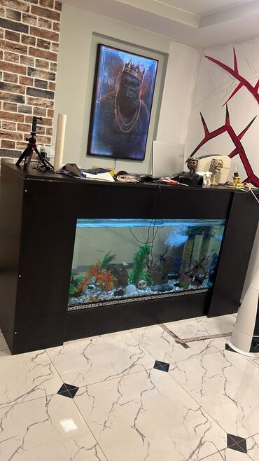 akvaryum baligi: Akvarium + Resepşn Tecili satılır 400lt balığları ile birlikde