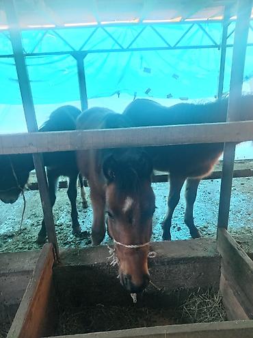 Лошади, кони: Продаю | Жеребенок | Для разведения — 8