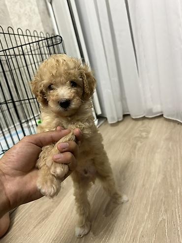 Pudel, 1 ay, Erkək, Pulsuz çatdırılma