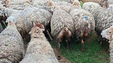 sudluk inekler satışı: Qoyun sürüsü – ət və yun istehsalı üçün damzdix satlir 700 baş tef — 1